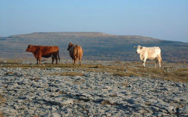 Burren cattle