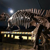 恐竜やマンモス化石の展示もいくつか