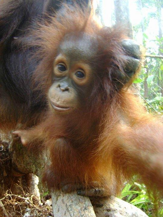 CARRYING CHAIR FOR BABY DAYAK TANJUNG - BORNEO Beautiful…