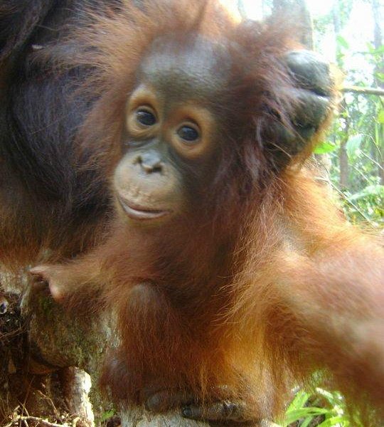 orangutans indonesia tour