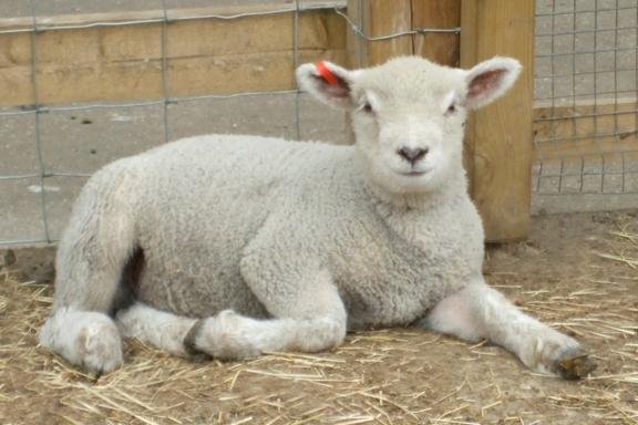 Meet the Lambs