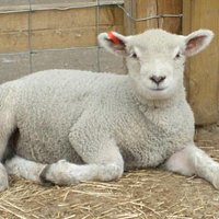 Meet the Lambs