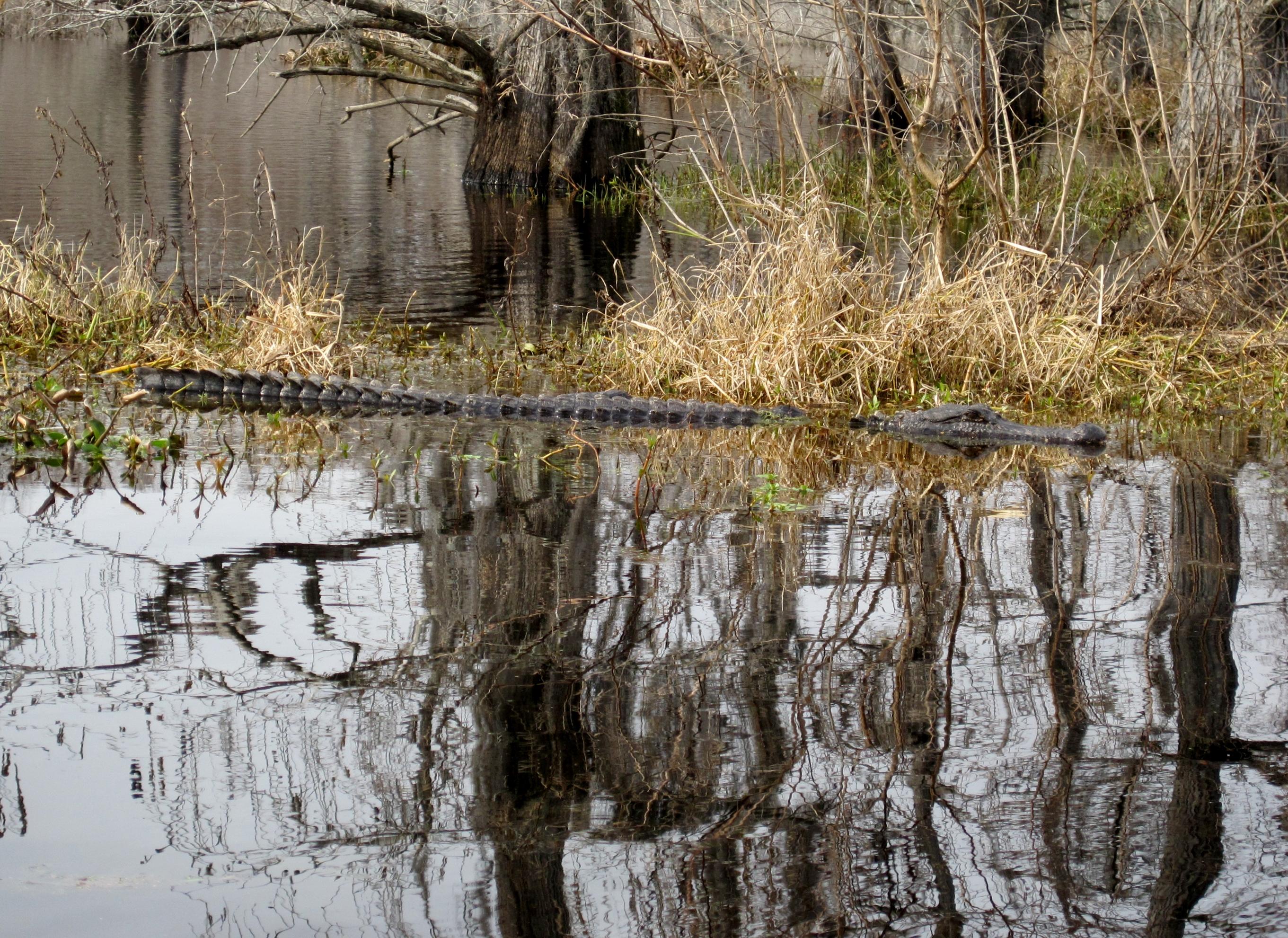 Black Bayou Lake National Wildlife Refuge - All You Need To Know BEFORE ...