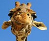Just_a_Giraffe