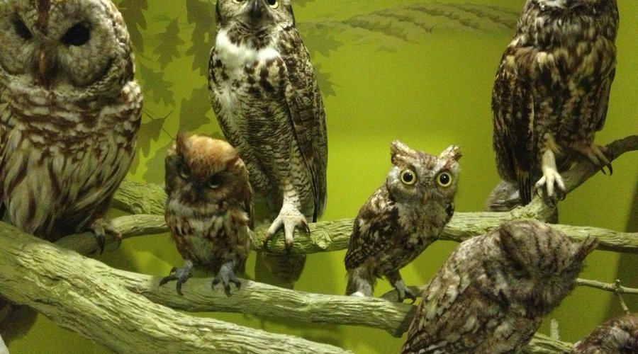 Owls!