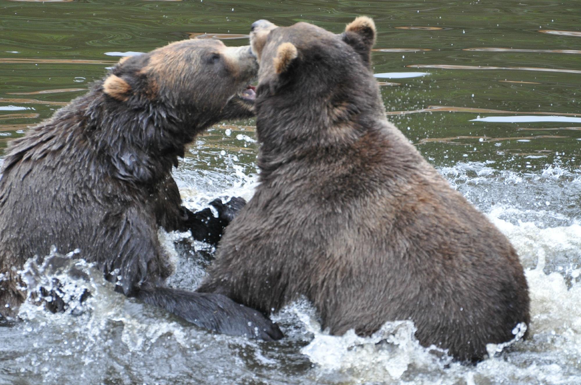 sitka alaska wildlife tours