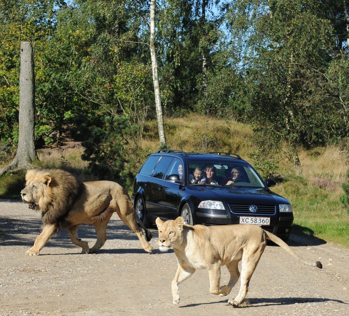 Givskud Zoo Zootopia, Гиве: лучшие советы перед посещением - Tripadvisor