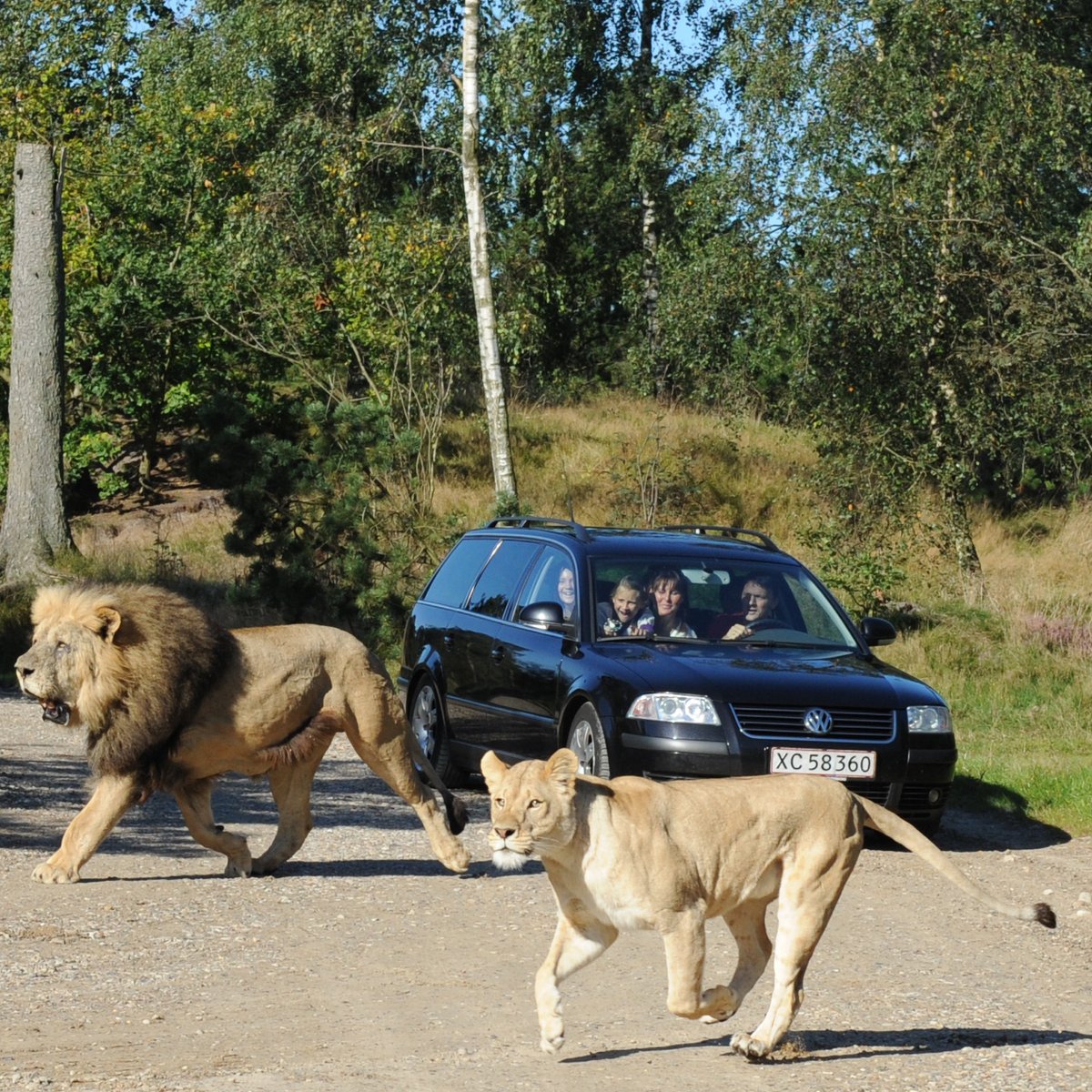 Givskud Zoo Zootopia, Гиве: лучшие советы перед посещением - Tripadvisor