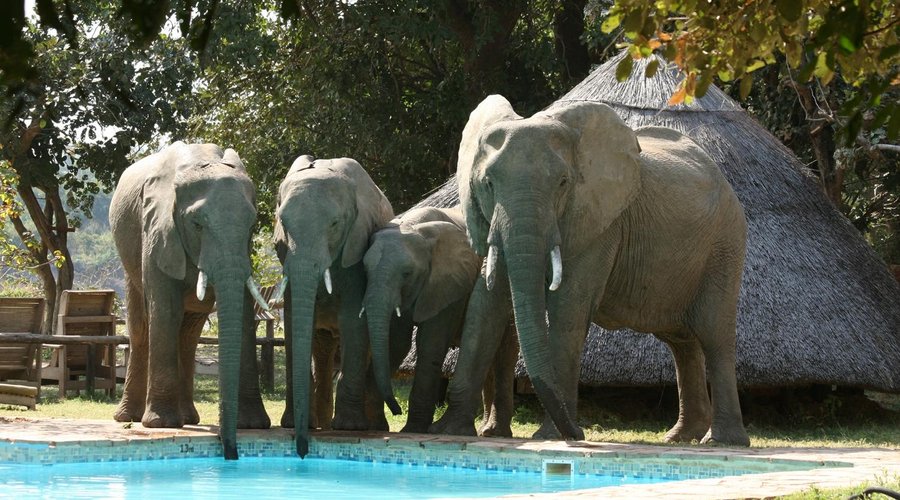 Elephants at the pool