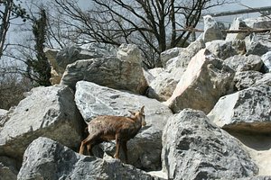9. Alpenzoo