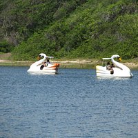 Cisnes para passeio