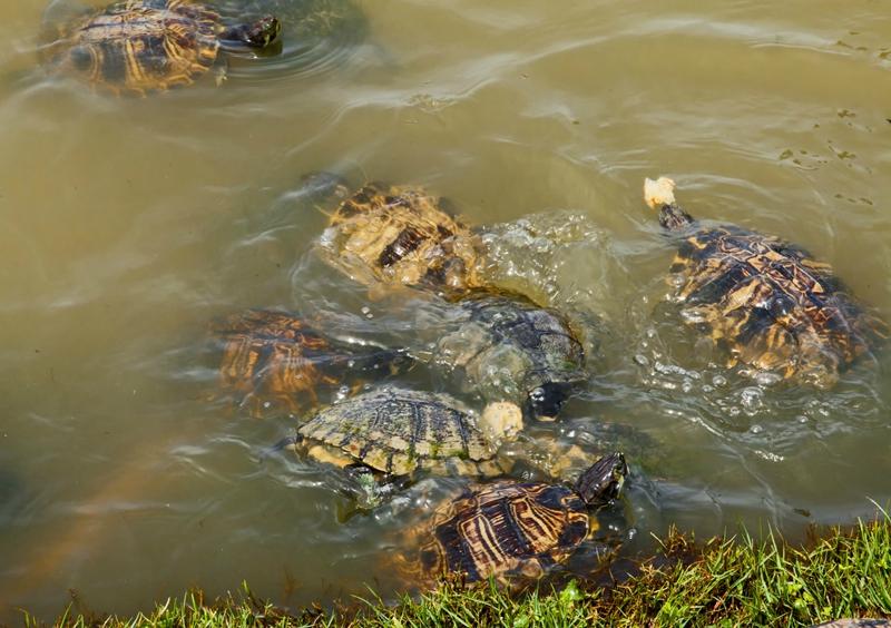 Back River Beach Tybee Island Directions: Your Ultimate Guide to a Serene Coastal Escape