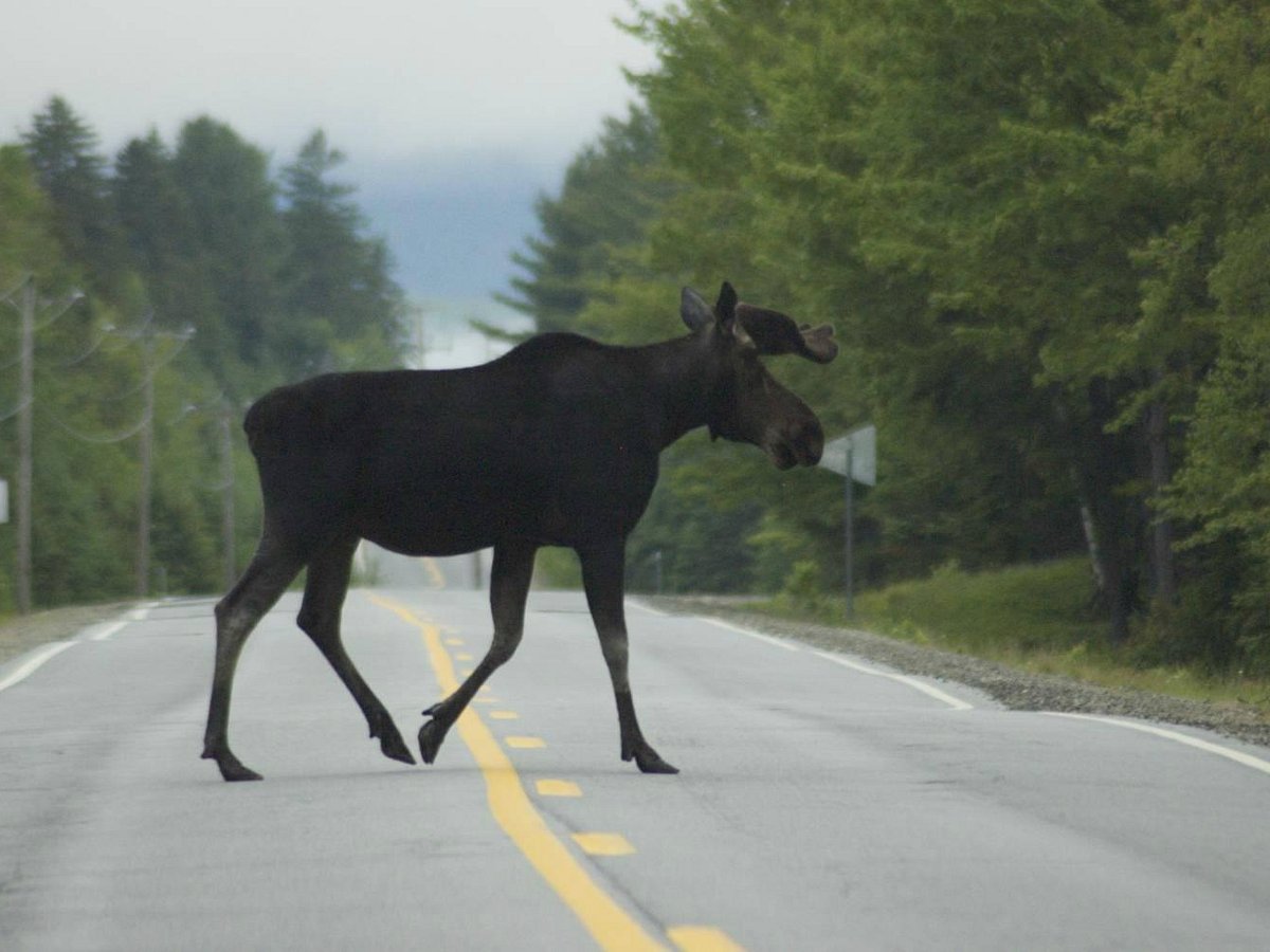gorham new hampshire moose tours