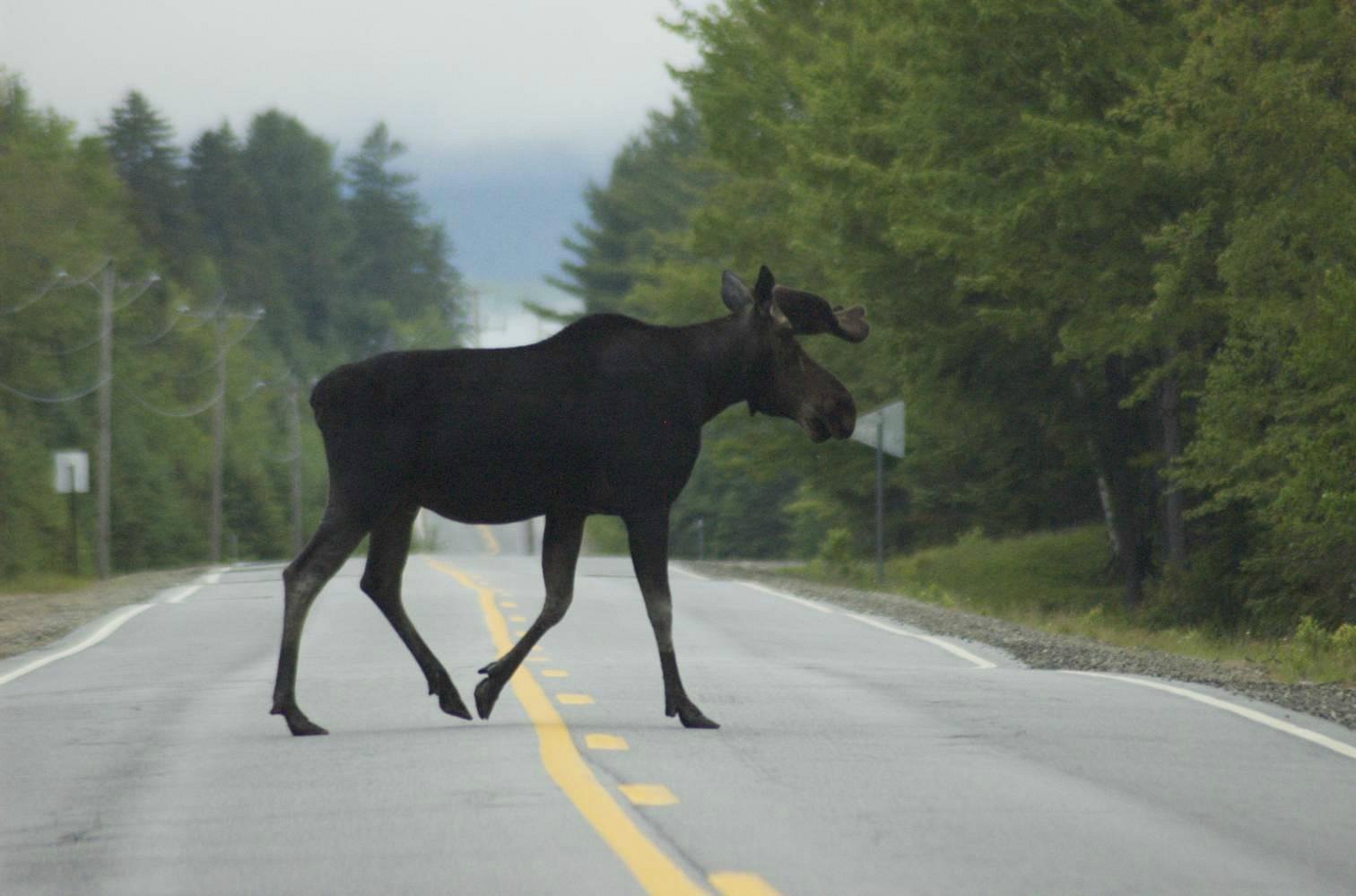 moose tours near gorham nh