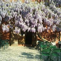 il glicine all ingresso