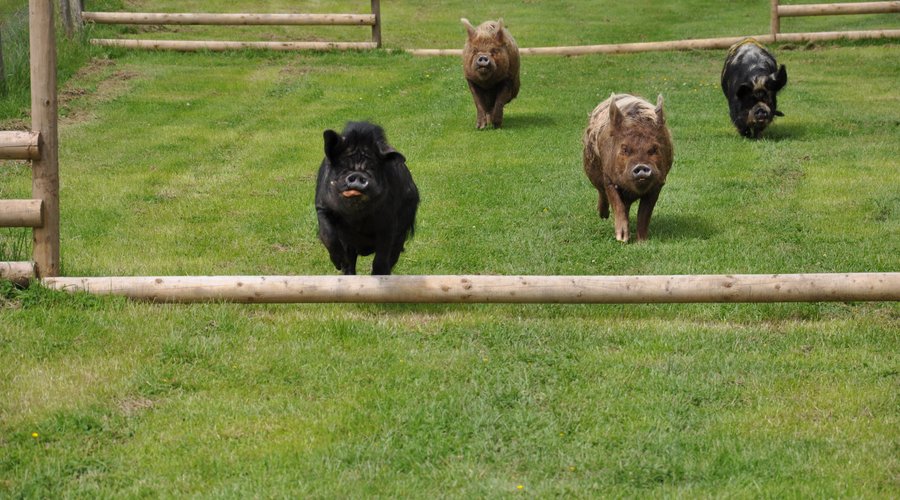 Pig Racing each day