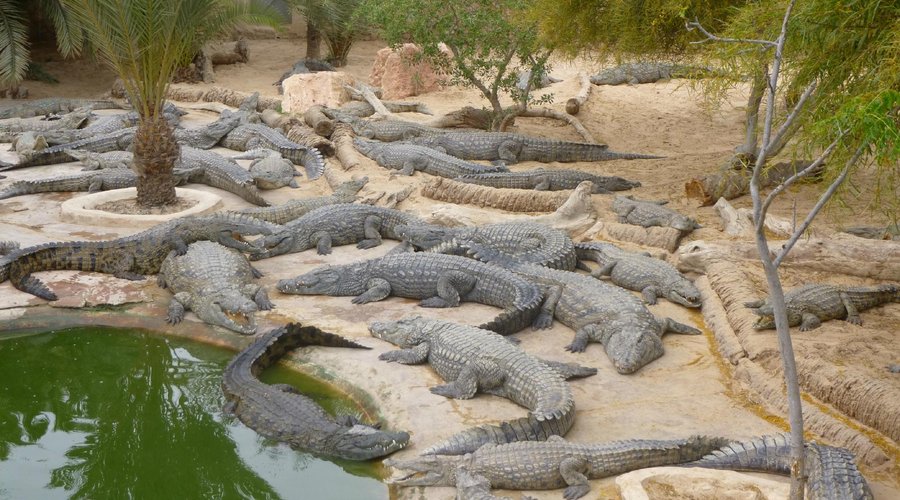 Crocos