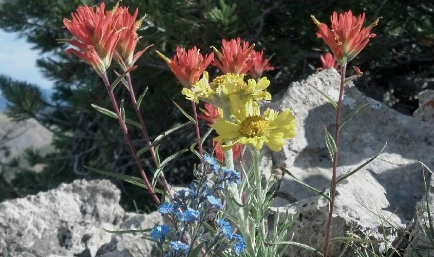 Local spring flowers. A local bird hangout.