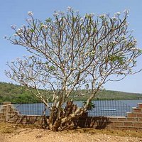 Dhamapur Lake-2