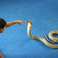 Touching the nose of a King Cobra
