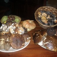 Funghi