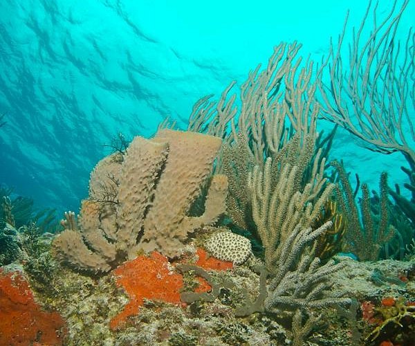 diving center playa del carmen