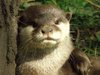 OtterAbroad