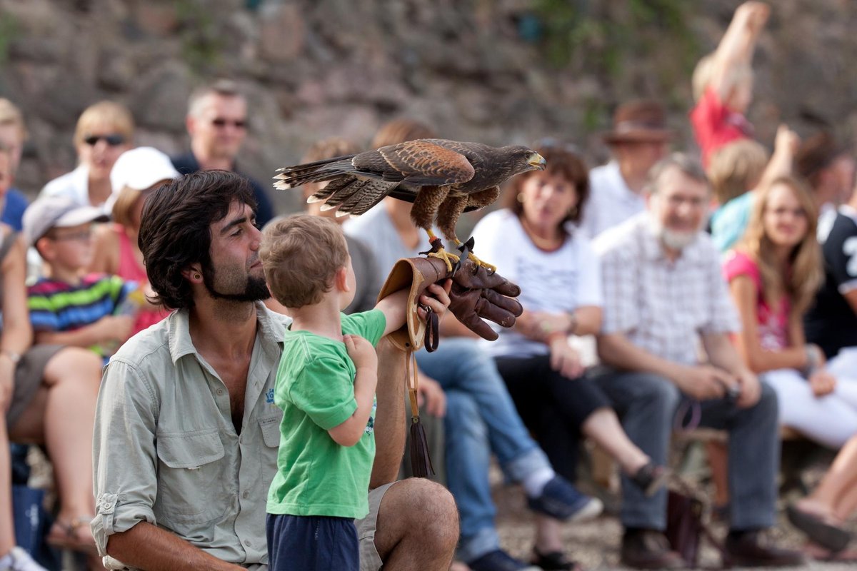 La Volerie des Aigles, Kintzheim: лучшие советы перед посещением -  Tripadvisor