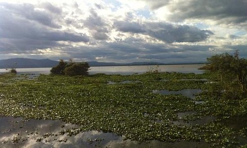 Naivasha Best Of Naivasha Kenya Tourism Tripadvisor