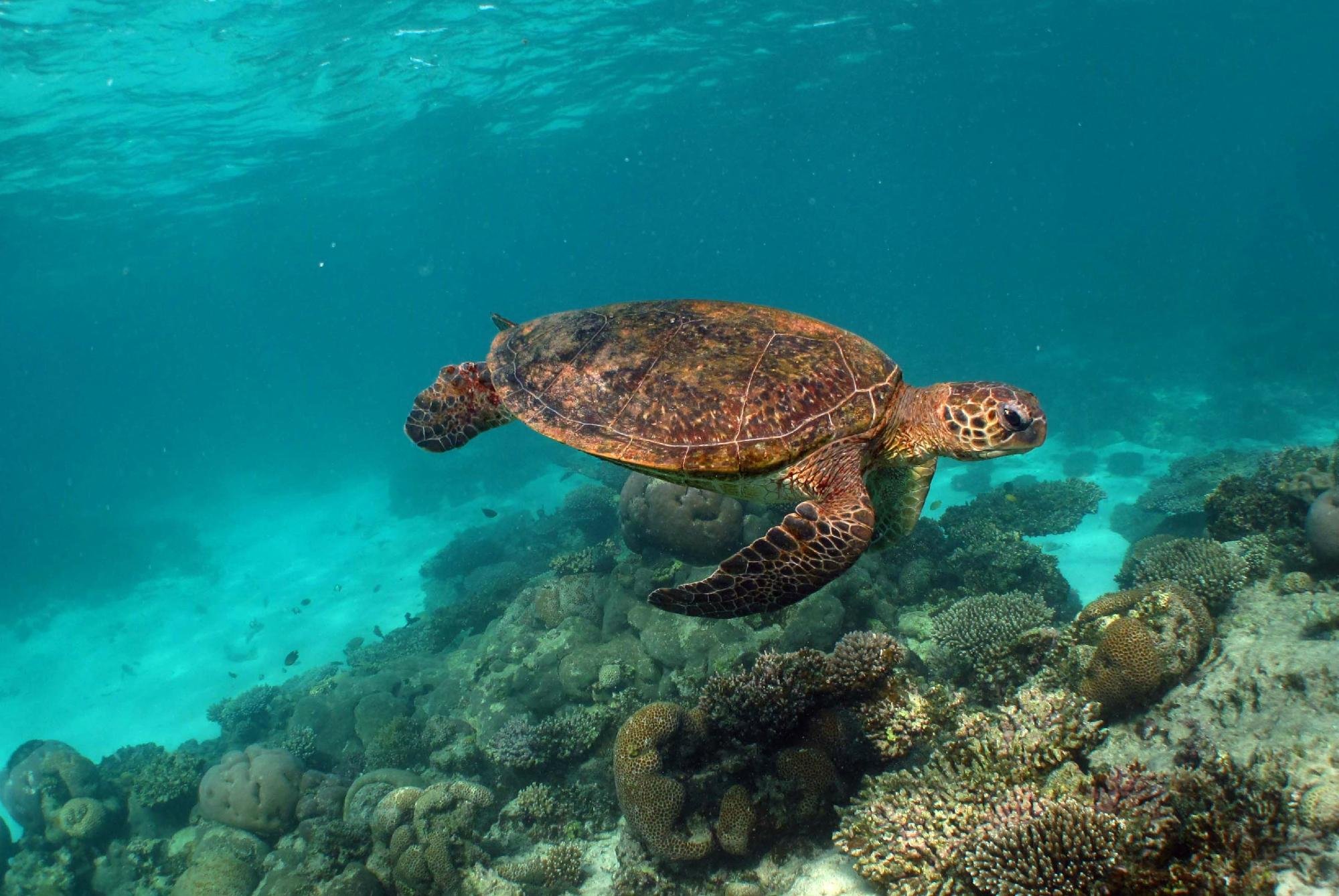 Ningaloo Marine Interactions (Coral Bay): All You Need to Know