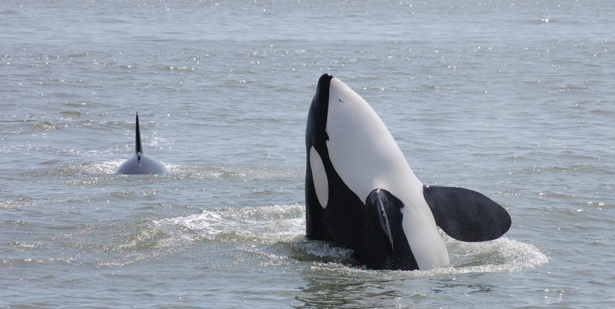 Wild Whales Vancouver - 2022 Alles Wat U Moet Weten VOORDAT Je Gaat ...