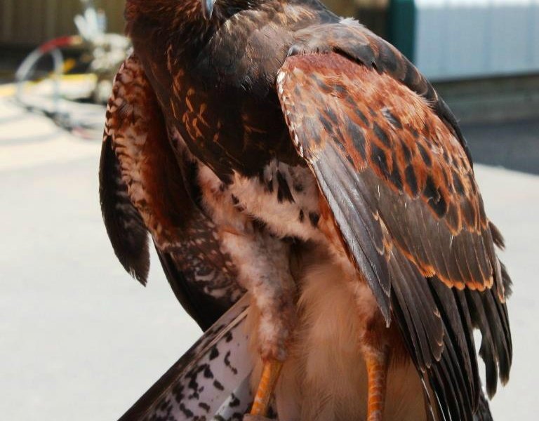 The Greenbrier Falconry image