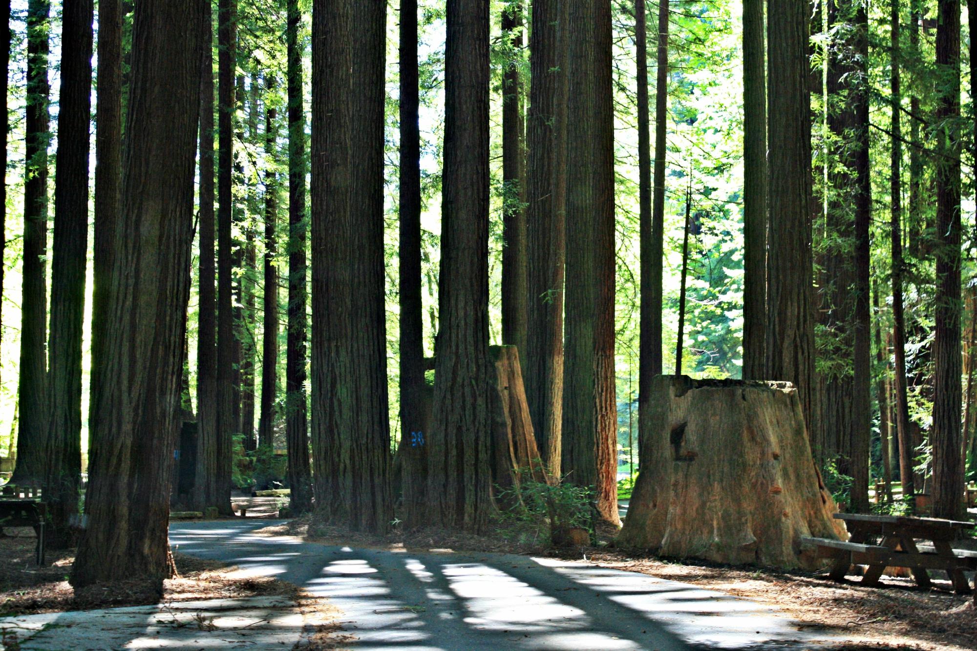 THE 15 BEST Things To Do In Humboldt County 2024   Avenue Of The Giants 