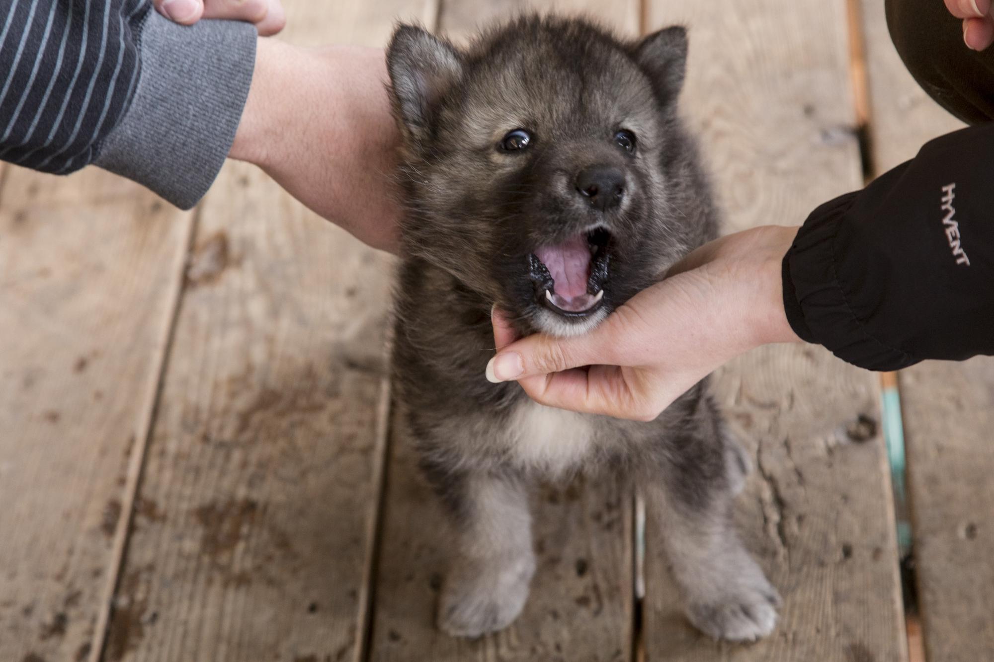 Yamnuska wolfdog deals for sale