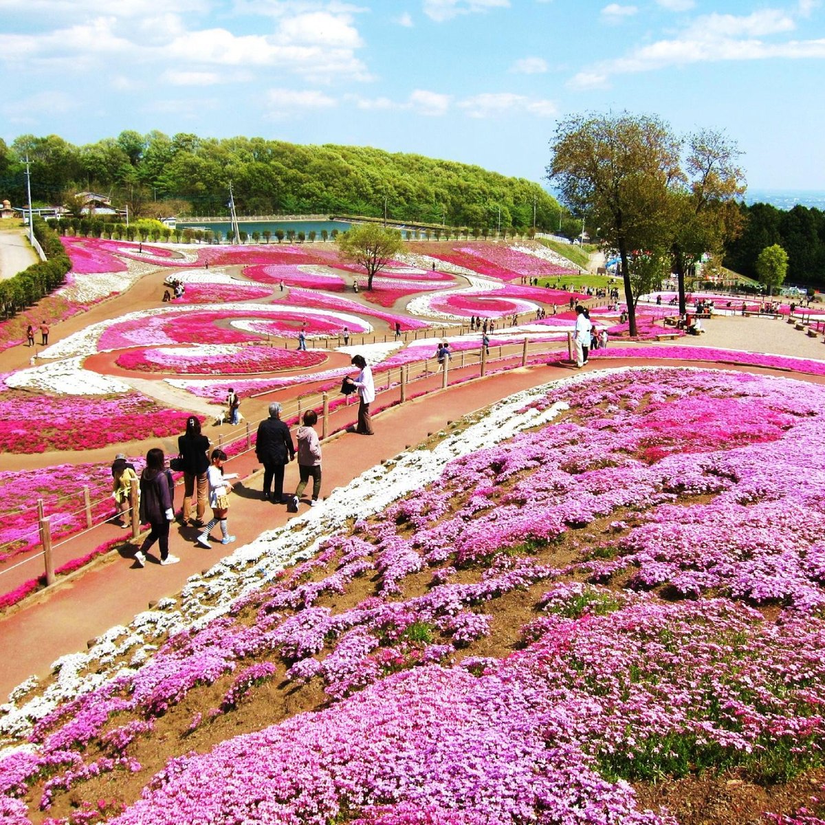 Misato Moss Phlox Park All You Need To Know Before You Go 2024