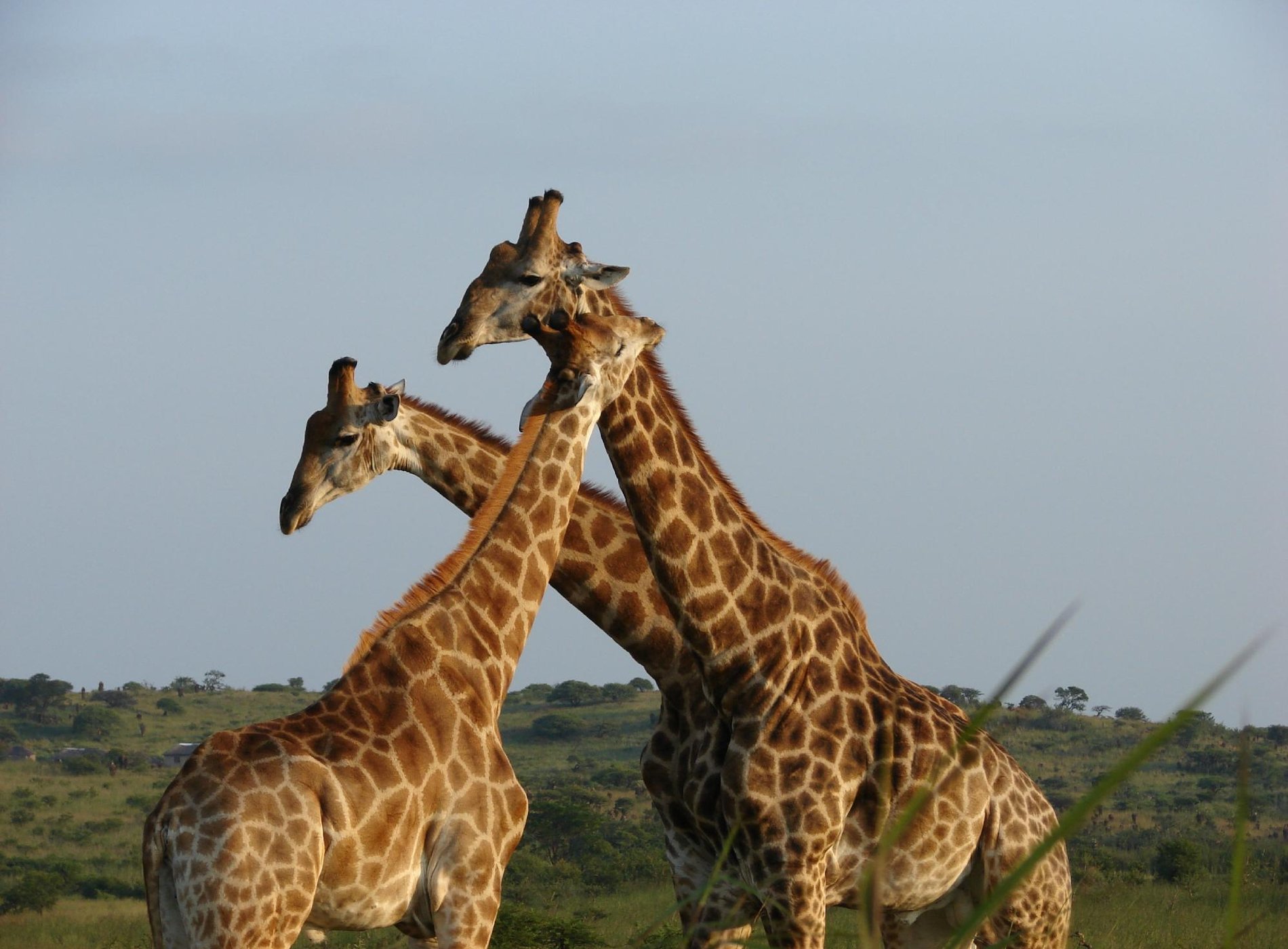 Bonamanzi Game Reserve by null