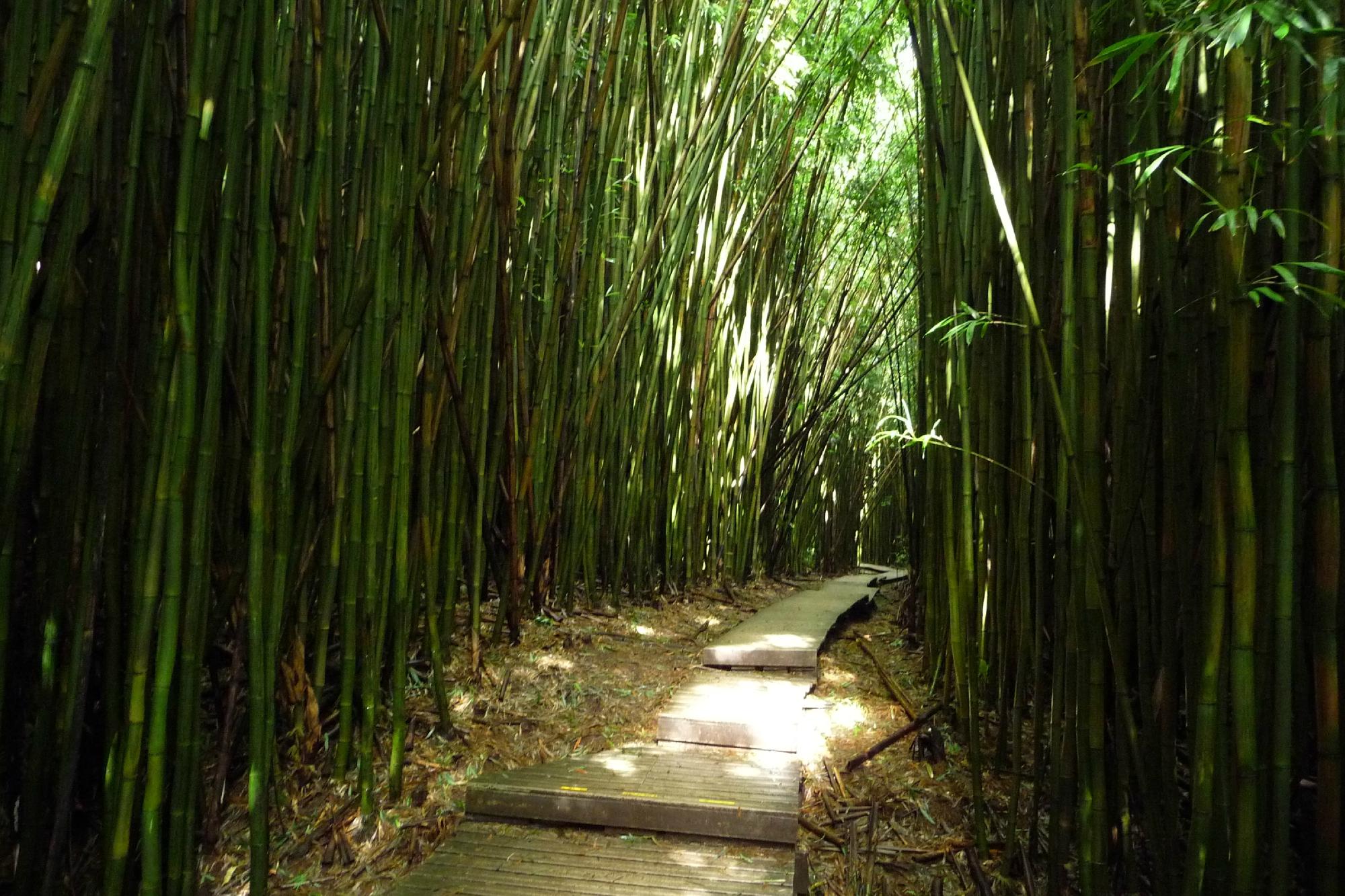 Bamboo Forest All You Need to Know BEFORE You Go 2024