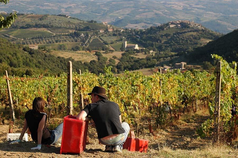 montalcino wine tours reviews