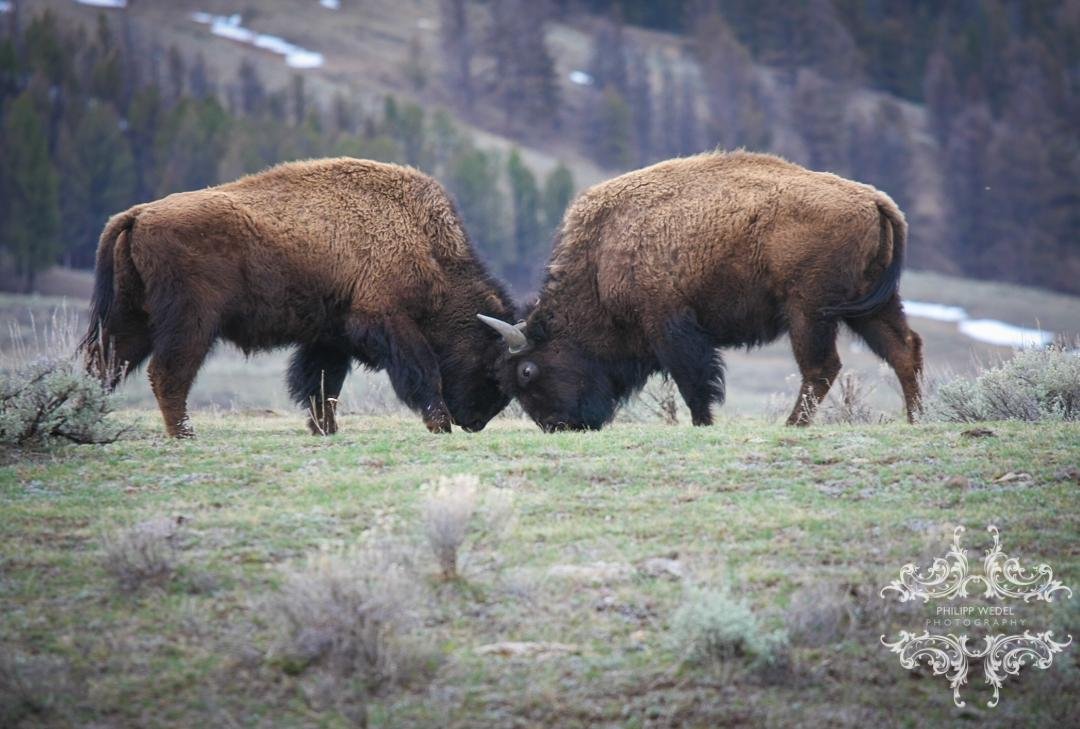 Yellowstone Wolf Tracker - All You Need to Know BEFORE You Go (2024)