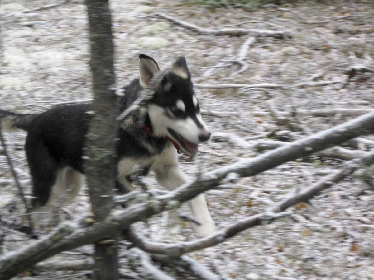 what do you call a group of sled dogs