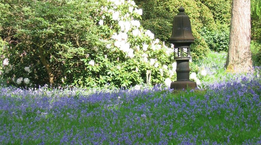 Bluebells in the glade