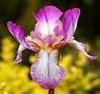 2013iris2013