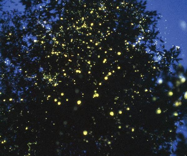 Have You Ever Seen Fireflies? streaming online