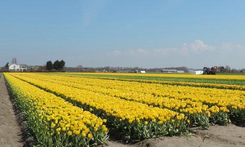 Tulpenveld tussen Voorhout en Lisse