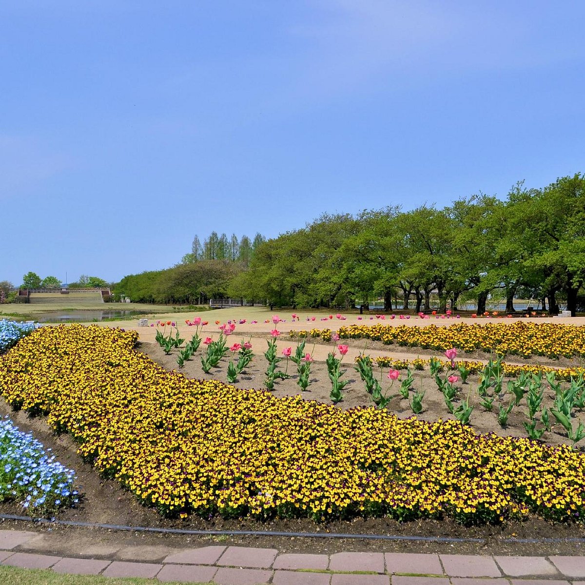 22年 富山県中央植物園 行く前に 見どころをチェック トリップアドバイザー