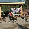 Things To Do in Wildthingz Dog Mushing (Summer), Restaurants in Wildthingz Dog Mushing (Summer)