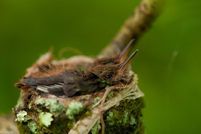 TORTUGA LODGE & GARDENS (TORTUGUERO, COSTA RICA): 1.969 fotos, comparação  de preços e 7 avaliações - Tripadvisor