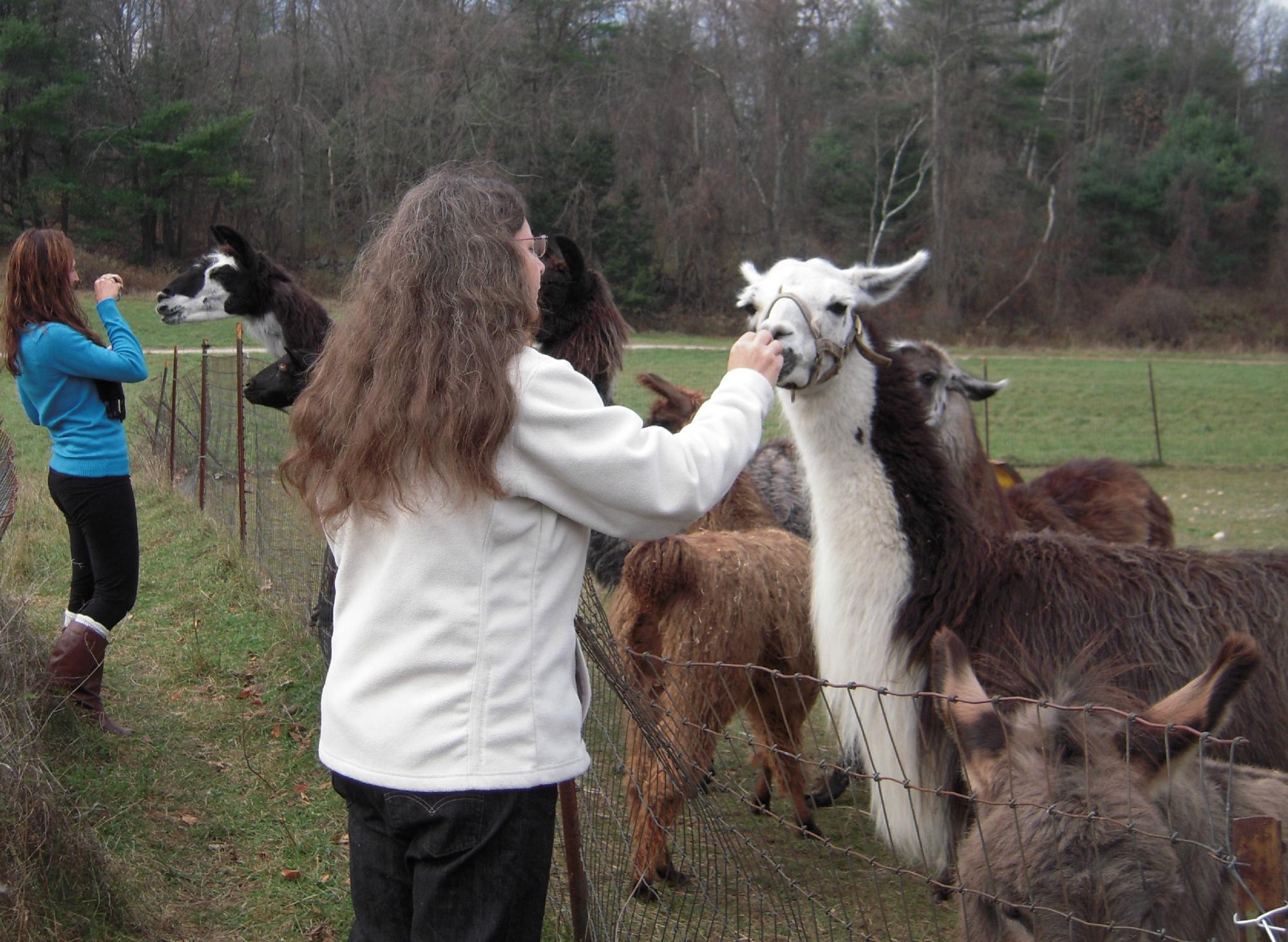 STARLIGHT LLAMA BED AND BREAKFAST (NORTHAMPTON, MA): 55 Fotos ...