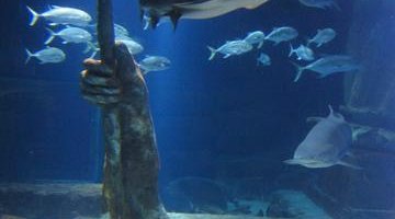 Our 120,000-gallon Shark Tank!