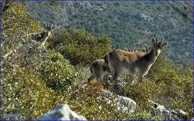 Imagen 23 de Casitas Sierra de Libar